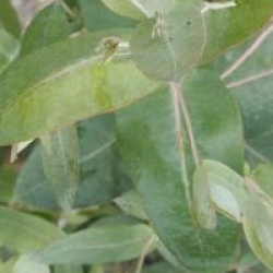 Eucalyptus globulus 