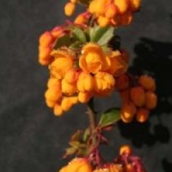 Berberis darwinii