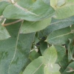 Eucalyptus globulus 