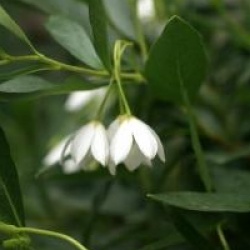 Sollya heterophylla 'Alba' 