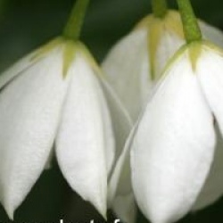 Sollya � fleurs blanches