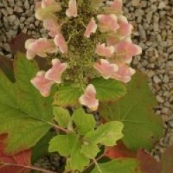 Hydrangea quercifolia