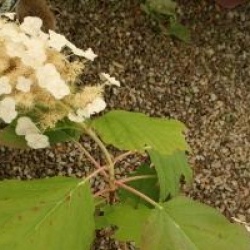 Hydrangea quercifolia