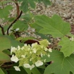 Hydrangea quercifolia