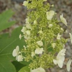 Hydrangea quercifolia
