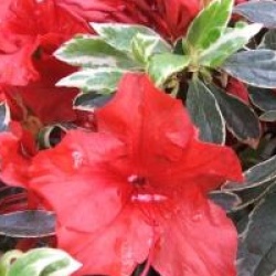 Rhododendron 'Hot Shot Variegated' - Azal�e persistante Hot Shot Van