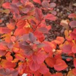 Spiraea betulifolia 'Tor'