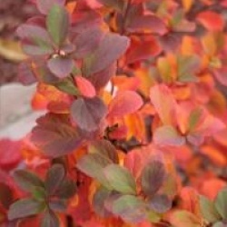 Spiraea betulifolia 'Tor'