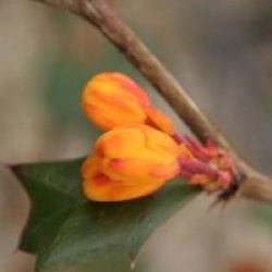 Berberis darwinii