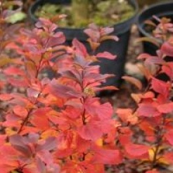 Spiraea betulifolia 'Tor'
