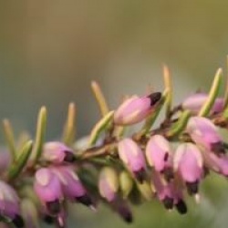 Erica x darleyensis 'Eva Gold' cov 