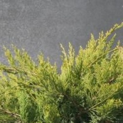Juniperus x pfitzeriana 'Mint Julep'