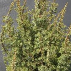 Juniperus communis 'Sentinel' - Gen�vrier Sentinel