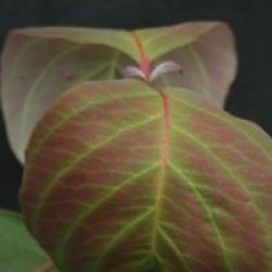 Cornus florida 'Royal Red'