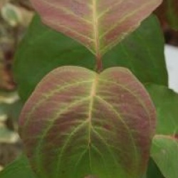 Cornus florida 'Royal Red'