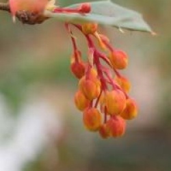 Berberis darwinii