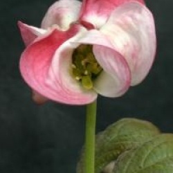 Cornus florida 'Royal Red'