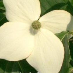 Cornus kousa 'Wieting's Select'