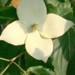 Cornus kousa 'Wieting's Select'