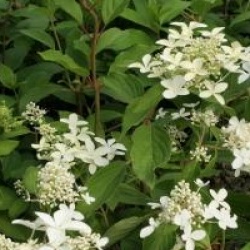 Hortensia Great Star