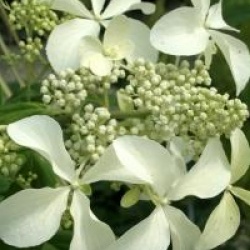  Hydrangea paniculata Great Star � 'Le Vasterival' cov 