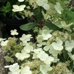 Hortensia  � panicules Prim's White