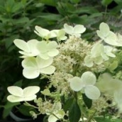 Hydrangea paniculata Prim's White � 'Dolprim' cov