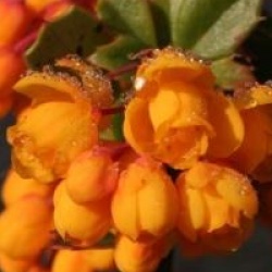Berberis darwinii