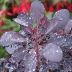 Cotinus coggygria 'Rubrifolius' - Arbre � perruques pourpre