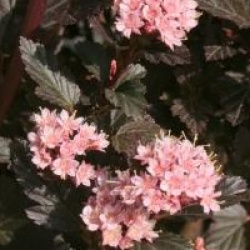 Physocarpe nain Little Devil �