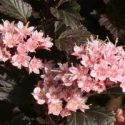 Physocarpus opulifolius Little Devil � 'Donna May' cov 