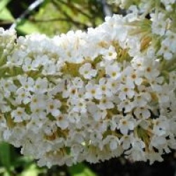 Buddleja davidii 'R�ve de Papillon' � White 'Minpap2' - Buddleia R�ve de Papillon White