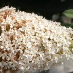 Buddleja davidii 'R�ve de Papillon' � White 'Minpap2'