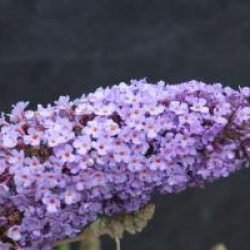 Buddleia R�ve de Papillon Bleu