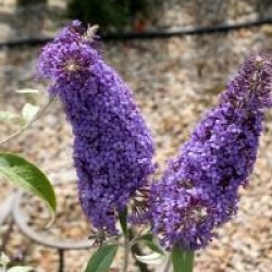 Buddleja davidii 'R�ve de Papillon' � Blue 'Minpap'