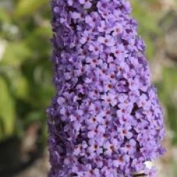 Buddleja davidii 'R�ve de Papillon' � Blue 'Minpap'