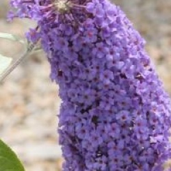 Buddleja davidii 'R�ve de Papillon' � Blue 'Minpap'