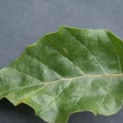 Fagus sylvatica 'Dawyck'