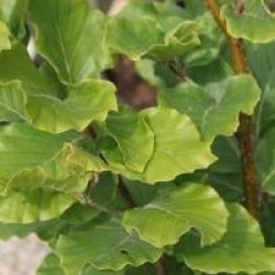 Fagus sylvatica 'Dawyck'