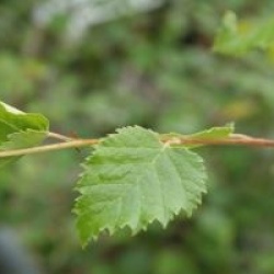 Betula verrucosa