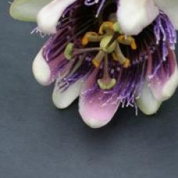 Passiflora x belotii 'Perfume Passion' cov