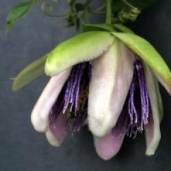 Passiflora x belotii 'Perfume Passion' cov