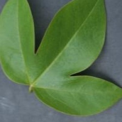 Passiflora x belotii 'Perfume Passion' cov