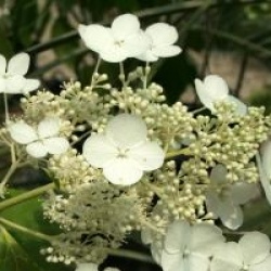 Hydrangea paniculata 'Papillon'