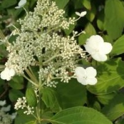 Hydrangea paniculata 'Papillon'