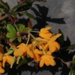 Berberis darwinii nain