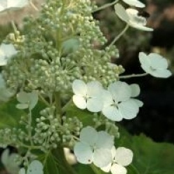 Hydrangea paniculata 'Papillon'