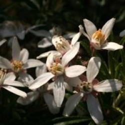 Oranger du Mexique White Dazzler