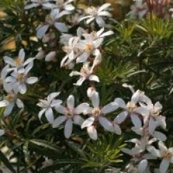 Choisya ternata White Dazzler � 'Londaz'