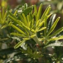 Choisya ternata White Dazzler � 'Londaz'